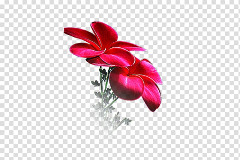 Flower Petal Floral design Desktop , flawer transparent background PNG clipart