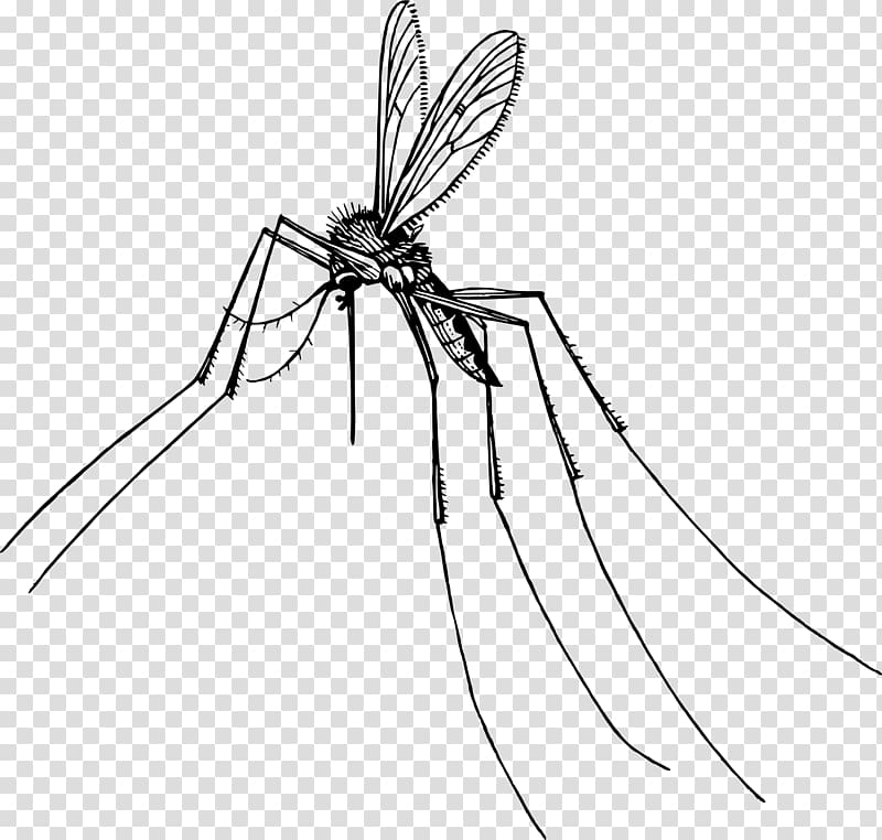 Mosquito Insect Gnat Pest , mosquito transparent background PNG clipart