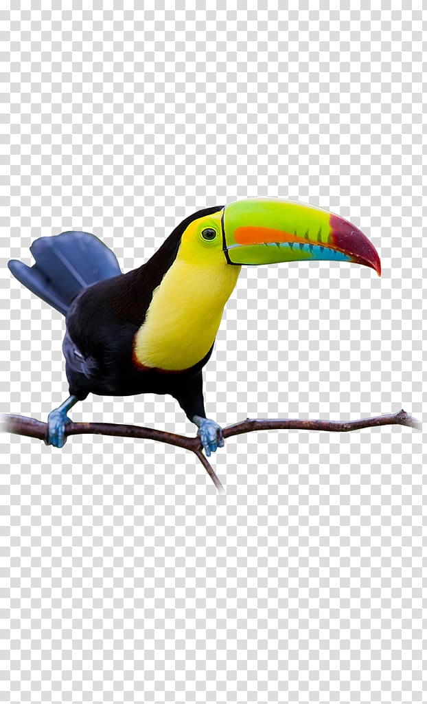 Toucan Painting Flat roof Beak Ceiling, painting transparent background PNG clipart