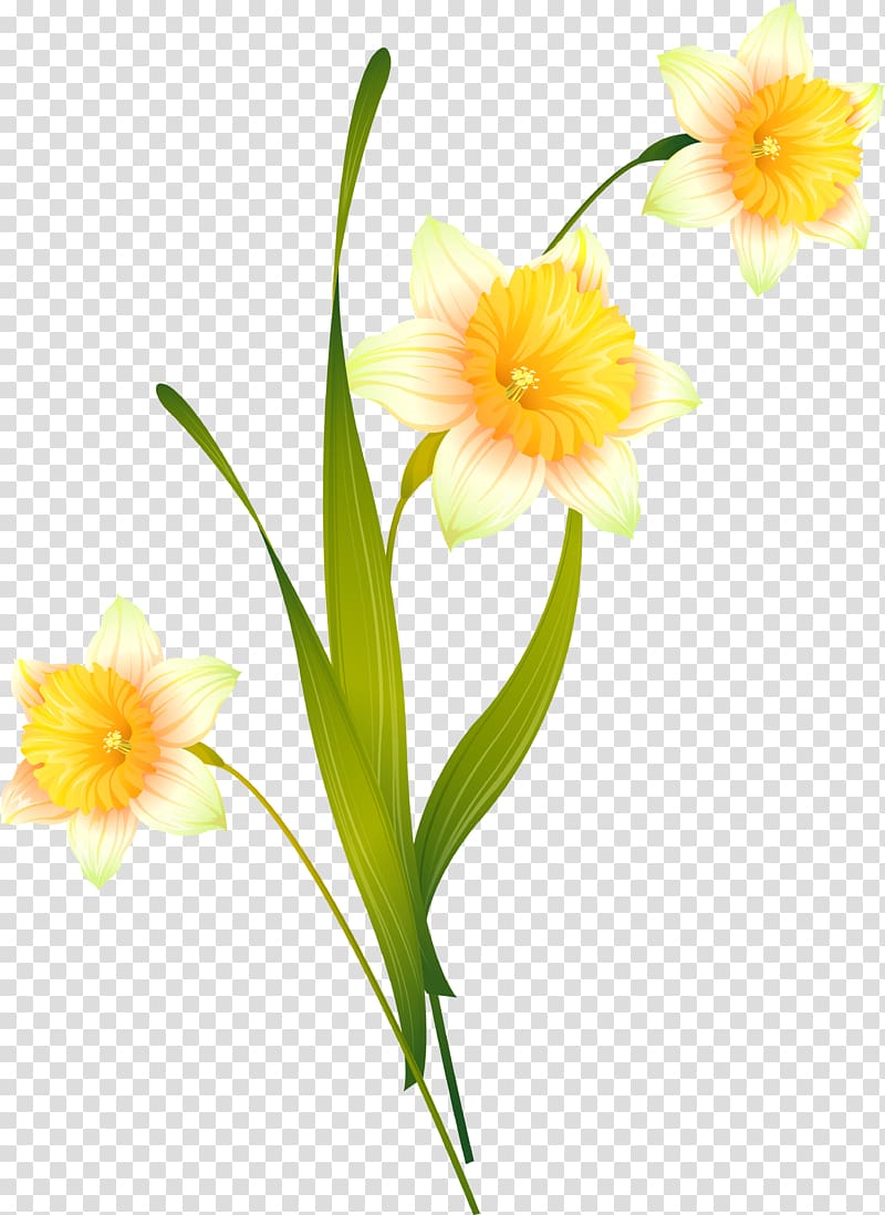 Cut flowers Daffodil, Narcissus transparent background PNG clipart