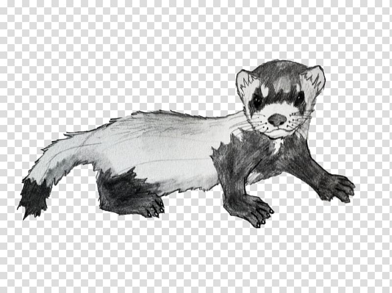 Ferret Mink Badger Animal Procyonidae, ferret transparent background PNG clipart