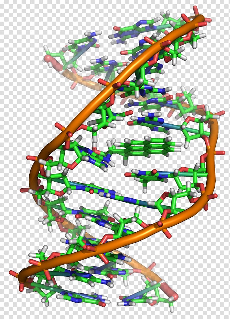 DNA Molecule Genetics Nucleic acid RNA, DNA transparent background PNG clipart