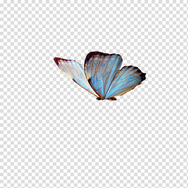 Butterfly Insect , butterfly,insect,specimen transparent background PNG clipart