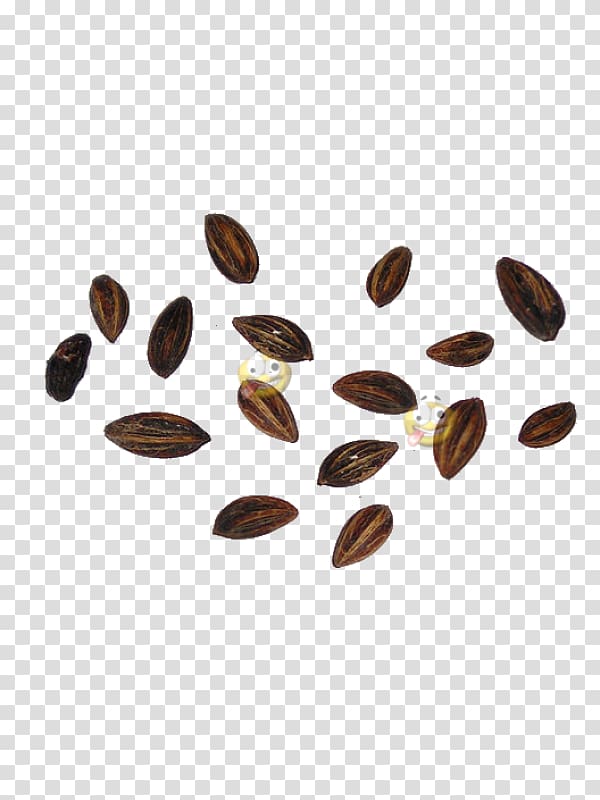 Erythroxylum coca Seed Smart shop Herb Head shop, erythroxylon coca transparent background PNG clipart