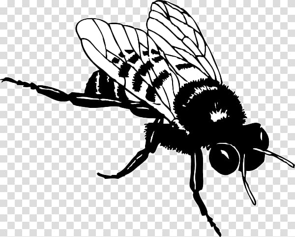 European dark bee Black and white Bumblebee , Bee Silhouette transparent background PNG clipart