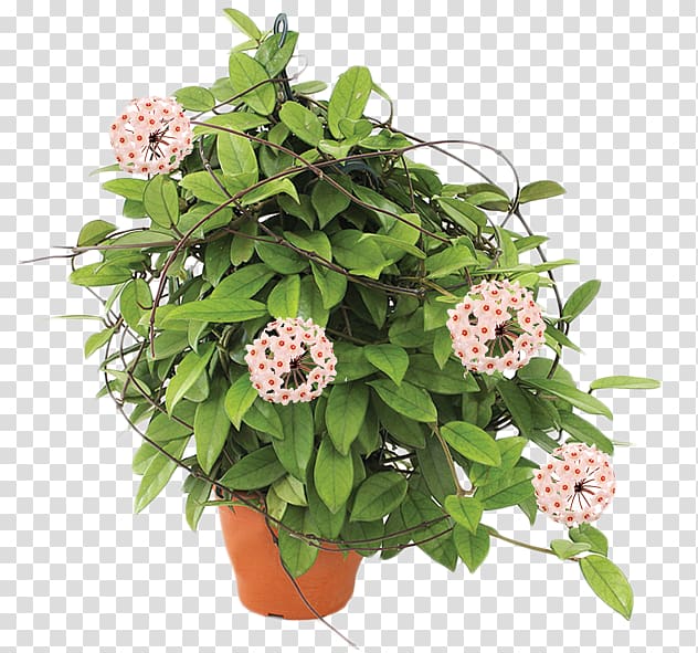 Flowerpot Hoya carnosa Plant Cut flowers, monstera transparent background PNG clipart