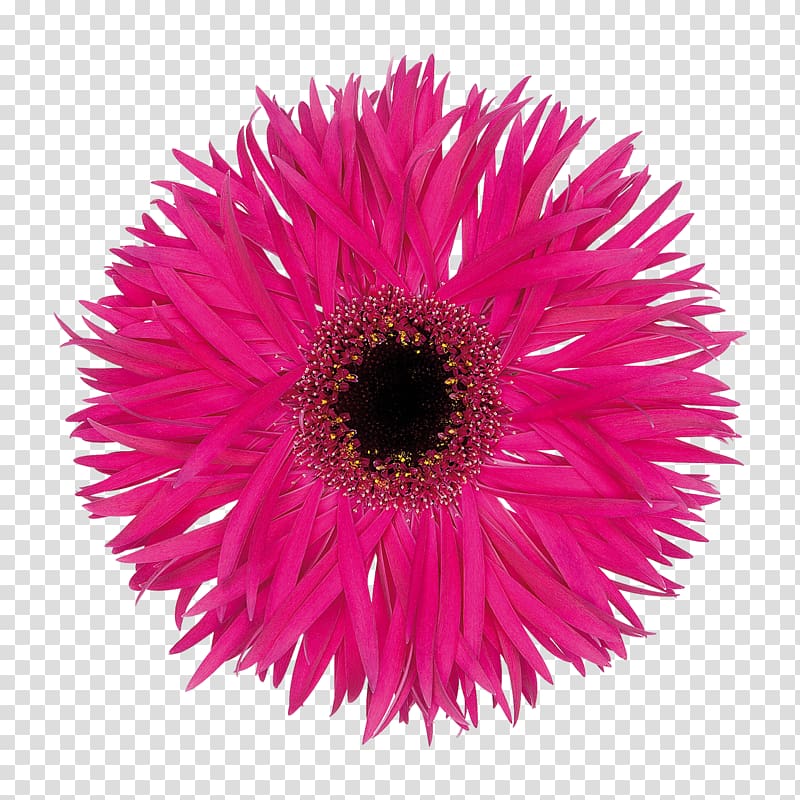 Transvaal daisy Cut flowers Floristry Variety, Fantasia transparent background PNG clipart