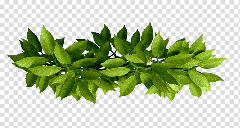 Leaf Branch, Leaf transparent background PNG clipart