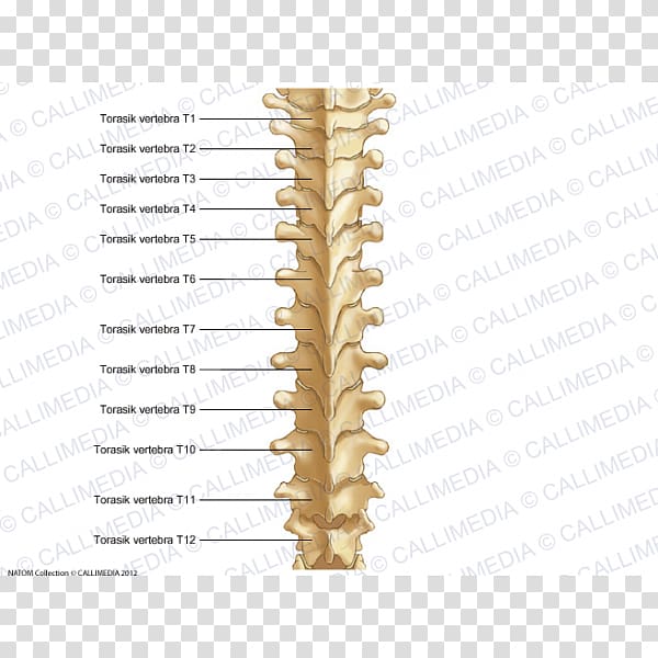 Thoracic vertebrae Vertebral column Bone Rachis Anatomy, thoracic transparent background PNG clipart