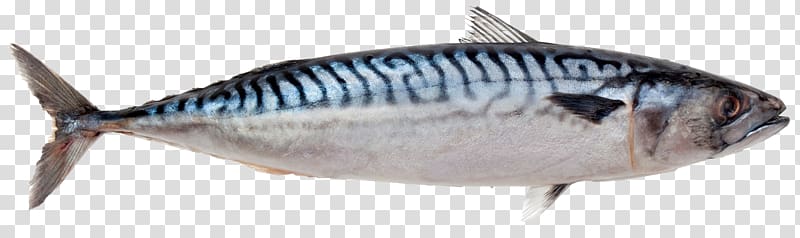 Atlantic mackerel Atlantic chub mackerel King mackerel, others transparent background PNG clipart