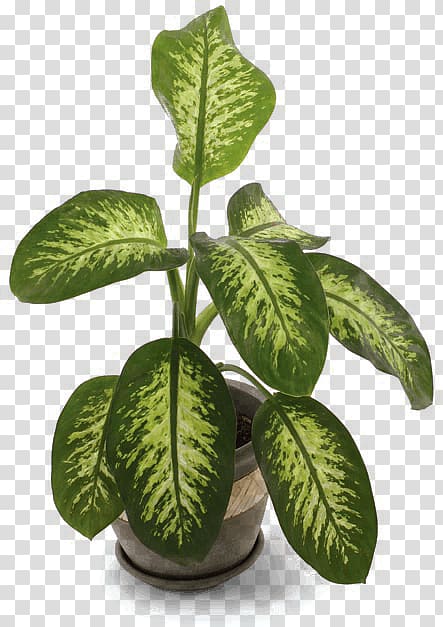 Dieffenbachia seguine Plants Indoors Houseplant Dieffenbachia amoena, plants transparent background PNG clipart