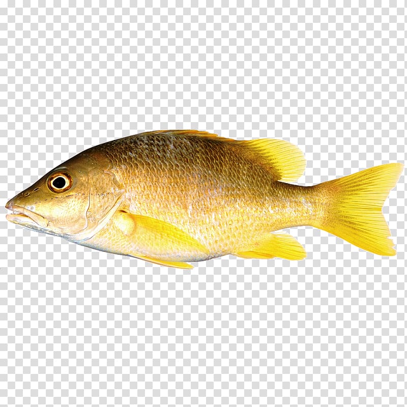 Northern red snapper Freshwater fish Perch Fish fin, fish transparent background PNG clipart