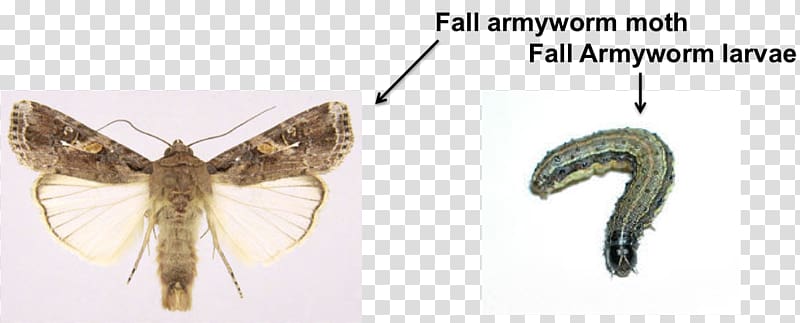 Butterflies and moths Insect Fall armyworm African armyworm Arthropod, insect transparent background PNG clipart