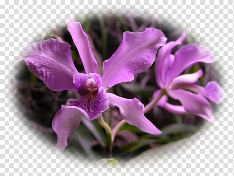 Phalaenopsis equestris Cattleya orchids Violet Plant, violet transparent background PNG clipart