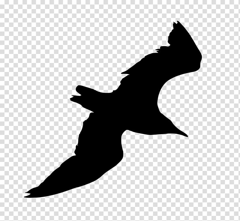 Diplomat Suites Gulls Bird Silhouette Common gull, Bird transparent background PNG clipart