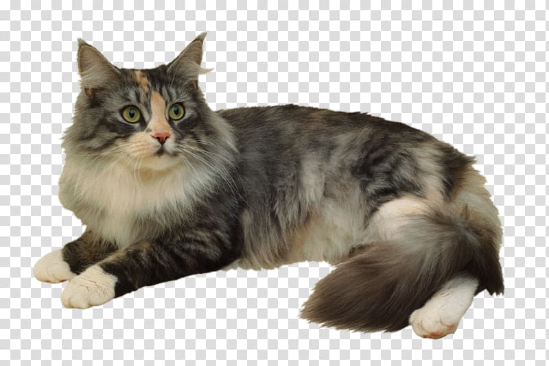 Siberian cat Ragdoll American Wirehair Norwegian Forest cat , cat toys transparent background PNG clipart