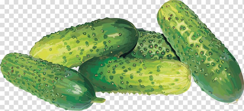 Pickled cucumber, Cucumbers transparent background PNG clipart