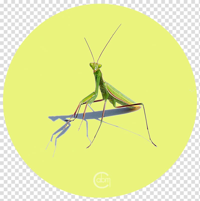 Insect Grasshopper Locust Pest Mantis, pray transparent background PNG clipart