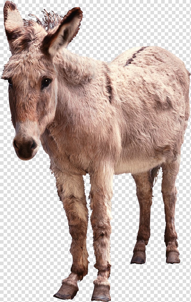 Hinny Horse, Donkey transparent background PNG clipart