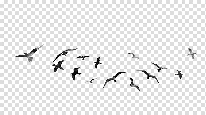 Bird PicsArt Studio Desktop Editing, flying bird transparent background PNG clipart