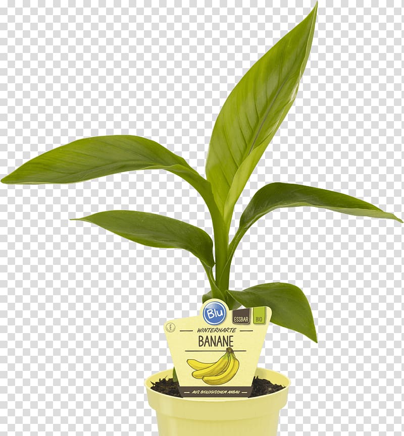 Hardy banana Plantain Plants Bylina Herbaceous plant, plants transparent background PNG clipart