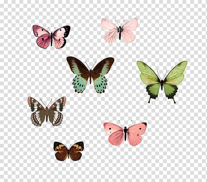 Monarch butterfly Insect Drawing Nymphalidae, butterfly transparent background PNG clipart