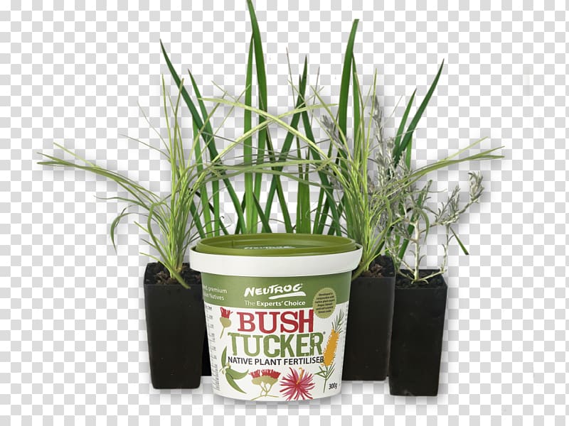 Flowerpot Grasses Herb, chilli Plant transparent background PNG clipart