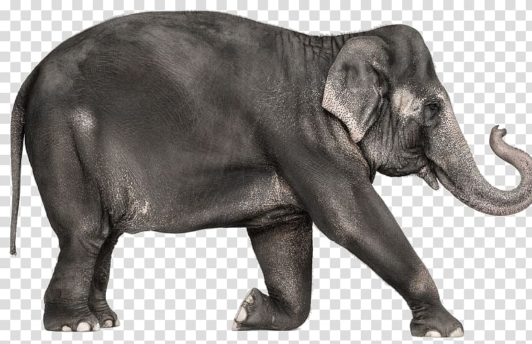 African elephant Indian elephant Creature, Elephant Elephant transparent background PNG clipart