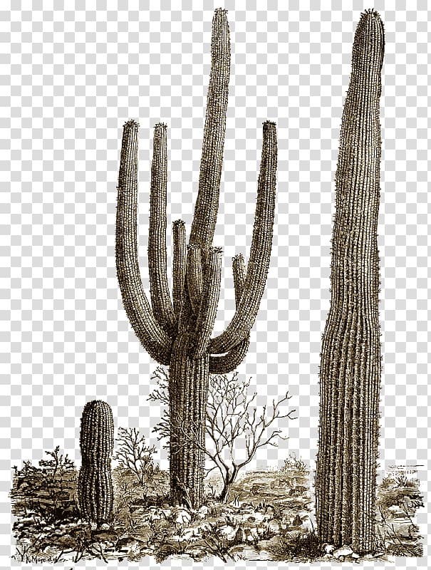 Saguaro National Park Cactus Portable Network Graphics , cactus transparent background PNG clipart