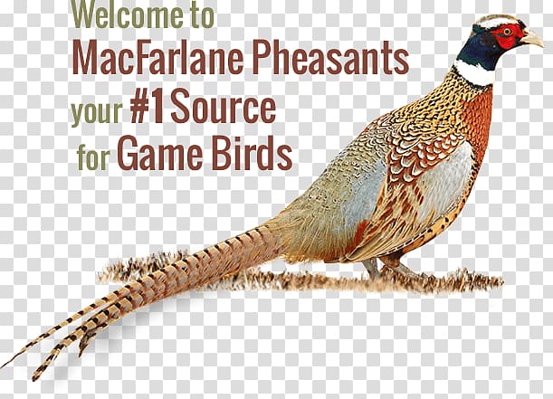 MacFarlane Pheasants Inc. Upland game bird Upland game bird, Bird transparent background PNG clipart