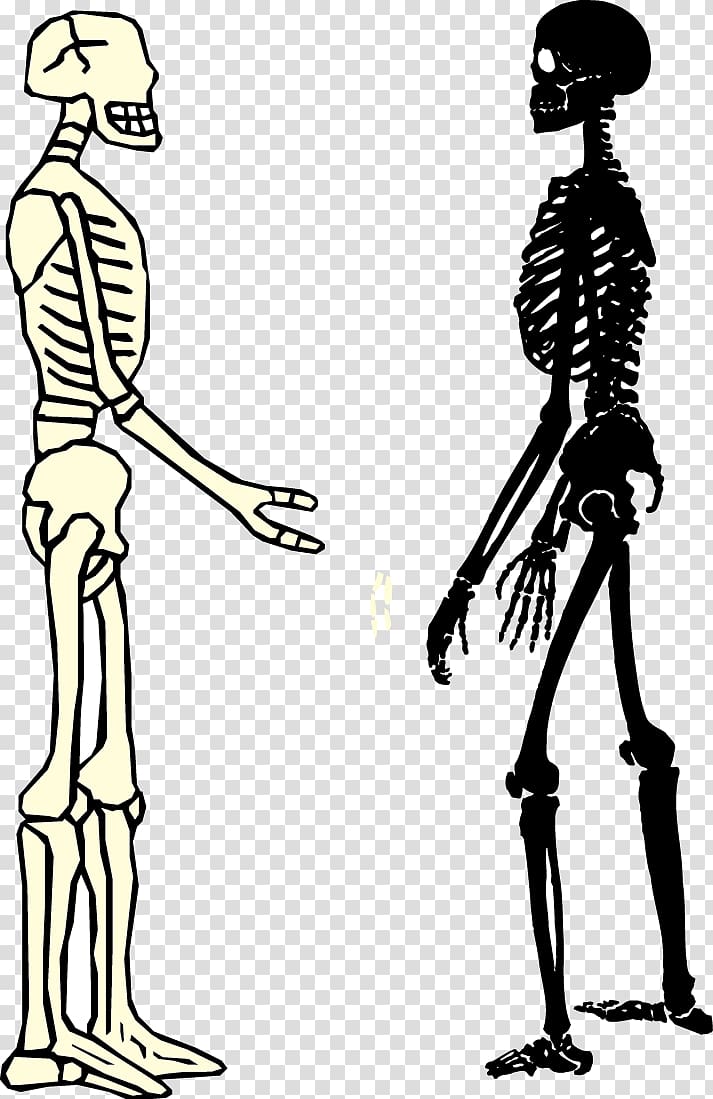 Human skeleton Homo sapiens Bone, Male and female skeleton transparent background PNG clipart