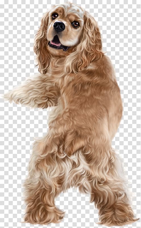 American Cocker Spaniel Field Spaniel English Cocker Spaniel Golden Retriever Clumber Spaniel, golden retriever transparent background PNG clipart