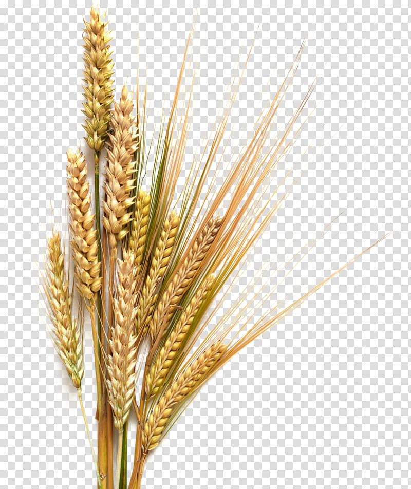 Beer Stout Common wheat Cereal , Barley Background, wheat plant transparent background PNG clipart