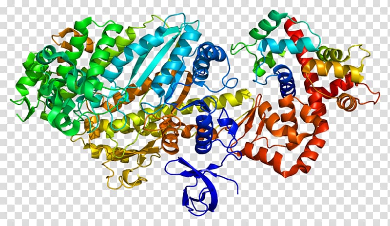 MYO6 Myosin Molecular motor Vesicle Organelle, protein transparent background PNG clipart