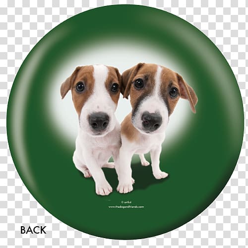 Jack Russell Terrier English Foxhound Dog breed Parson Russell Terrier Tenterfield Terrier, Russell Terrier transparent background PNG clipart