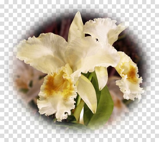 Cattleya orchids Dendrobium Moth orchids, pas de deux transparent background PNG clipart
