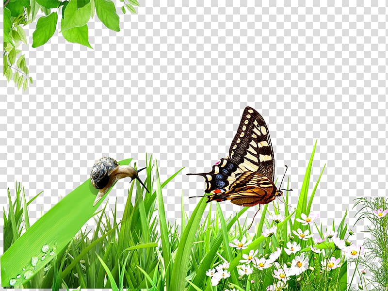 Butterfly Emerald green snail, Snail and butterfly transparent background PNG clipart