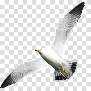 seagull transparent background PNG clipart