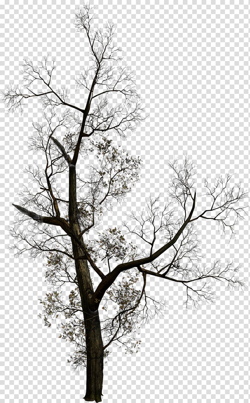 Tree , headstone transparent background PNG clipart