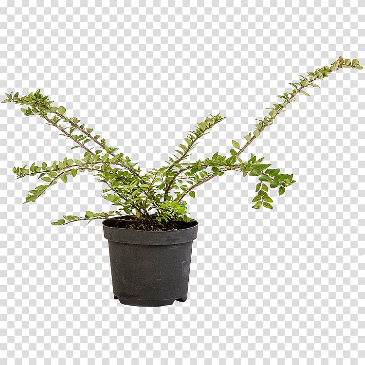 Lonicera nitida Flowerpot Shrub Evergreen Houseplant, others transparent background PNG clipart