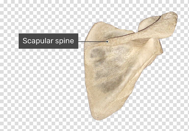 Spine of scapula Glenoid cavity Supraspinatous fossa Infraspinatous fossa, others transparent background PNG clipart
