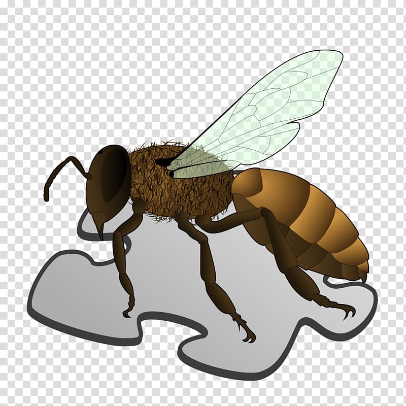 Queen bee Anatomy Worker bee Bee sting, Stub transparent background PNG clipart