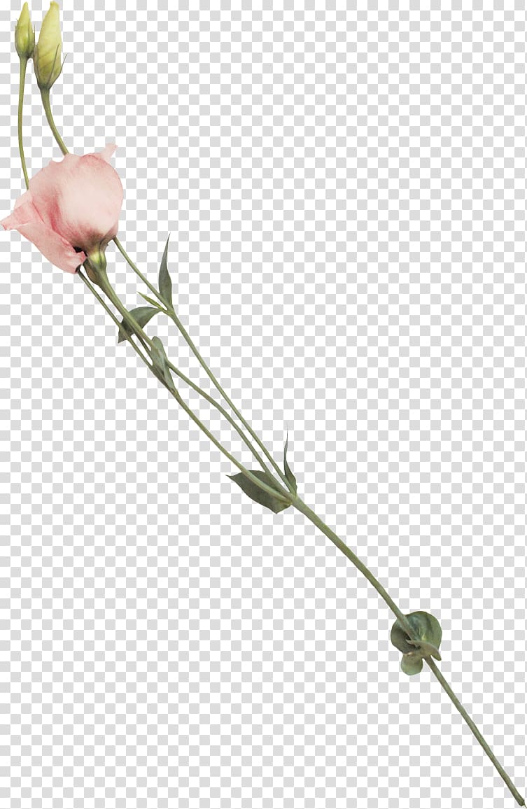 PicsArt Studio Sticker Plant stem Flower, 图片 transparent background PNG clipart
