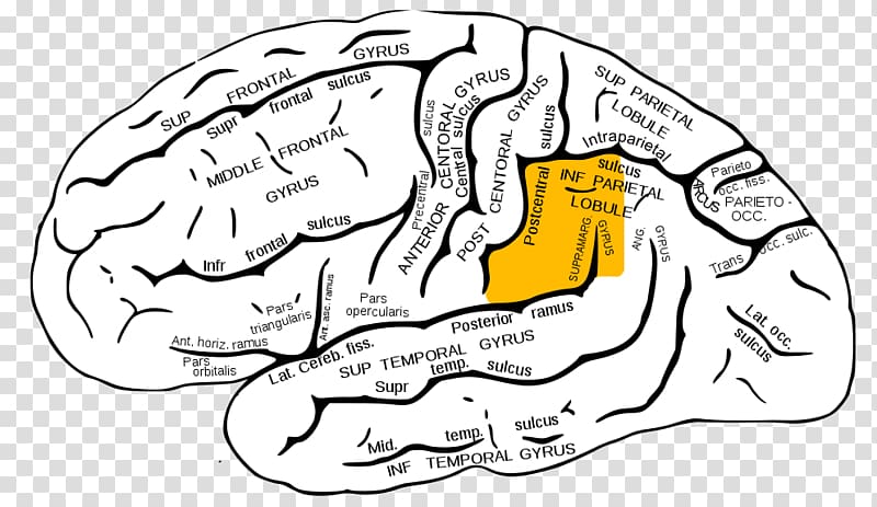 Supramarginal gyrus Angular gyrus Parietal lobe Lobes of the brain, Brain transparent background PNG clipart