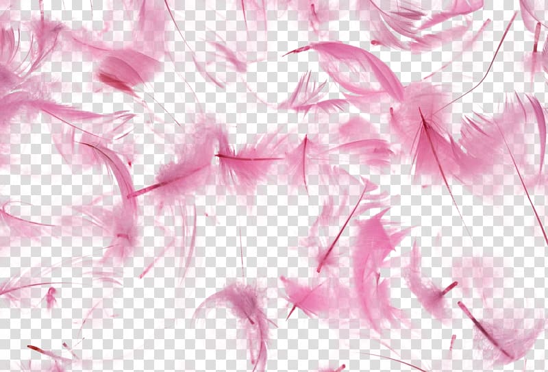 Bird Feather Texture , Pink feather transparent background PNG clipart