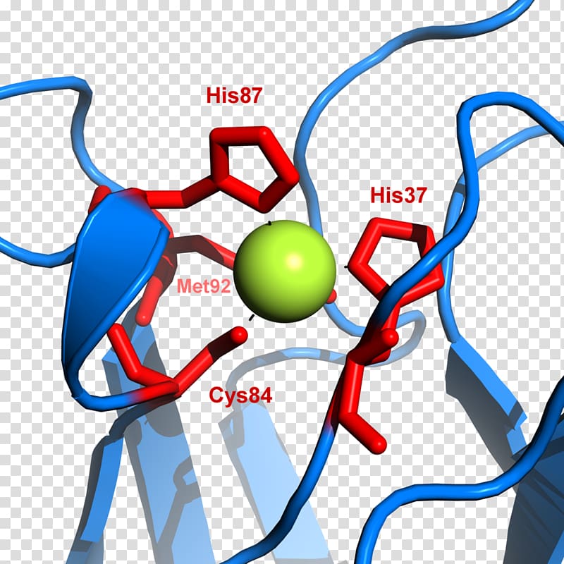 Plastocyanin Cytochrome b6f complex system I P700, binding transparent background PNG clipart