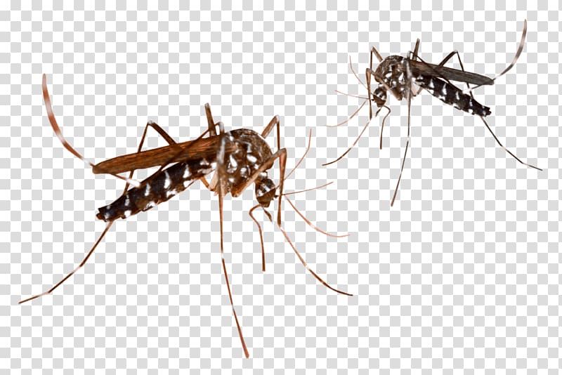 Portable Network Graphics Malaria Mosquito-borne disease , barata florida woods cockroach transparent background PNG clipart