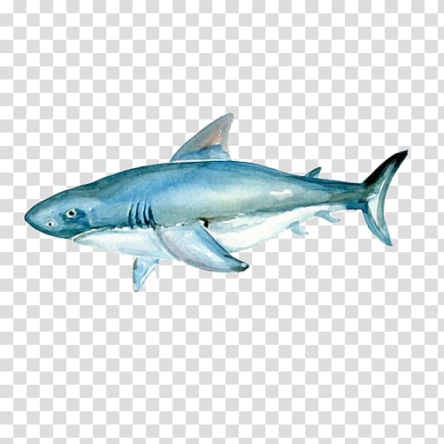 Tiger shark Watercolor painting Great white shark, Sharks material painted Figure transparent background PNG clipart