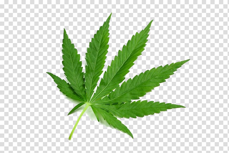 Mitragyna speciosa Cannabis Drug Tetrahydrocannabinol Dose, Cannabis ...
