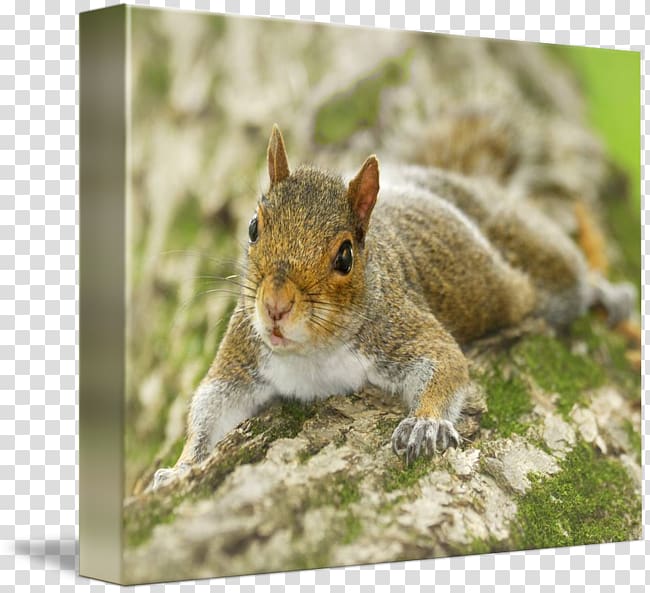 Fox squirrel Chipmunk 02021 Whiskers, Eastern Gray Squirrel transparent background PNG clipart